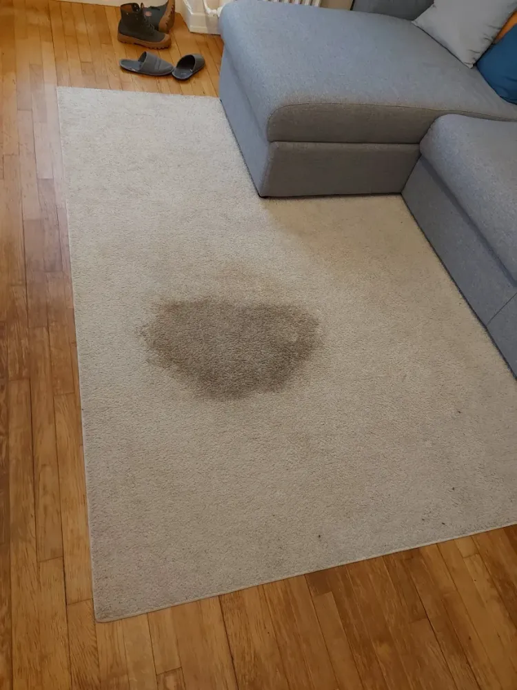 nettoyage interieur  tapis 1